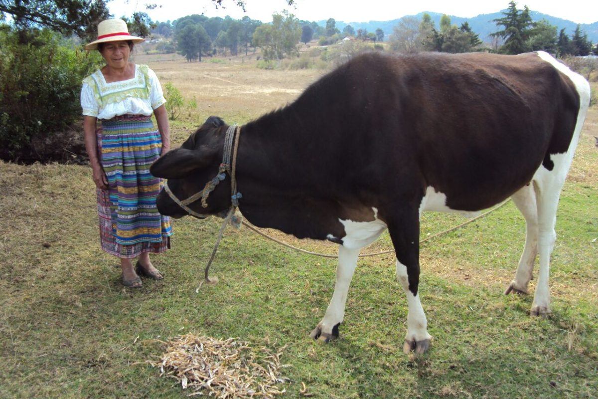 Photograph of a woman dressed in typical indegenous guatemalan dress next to a cow.