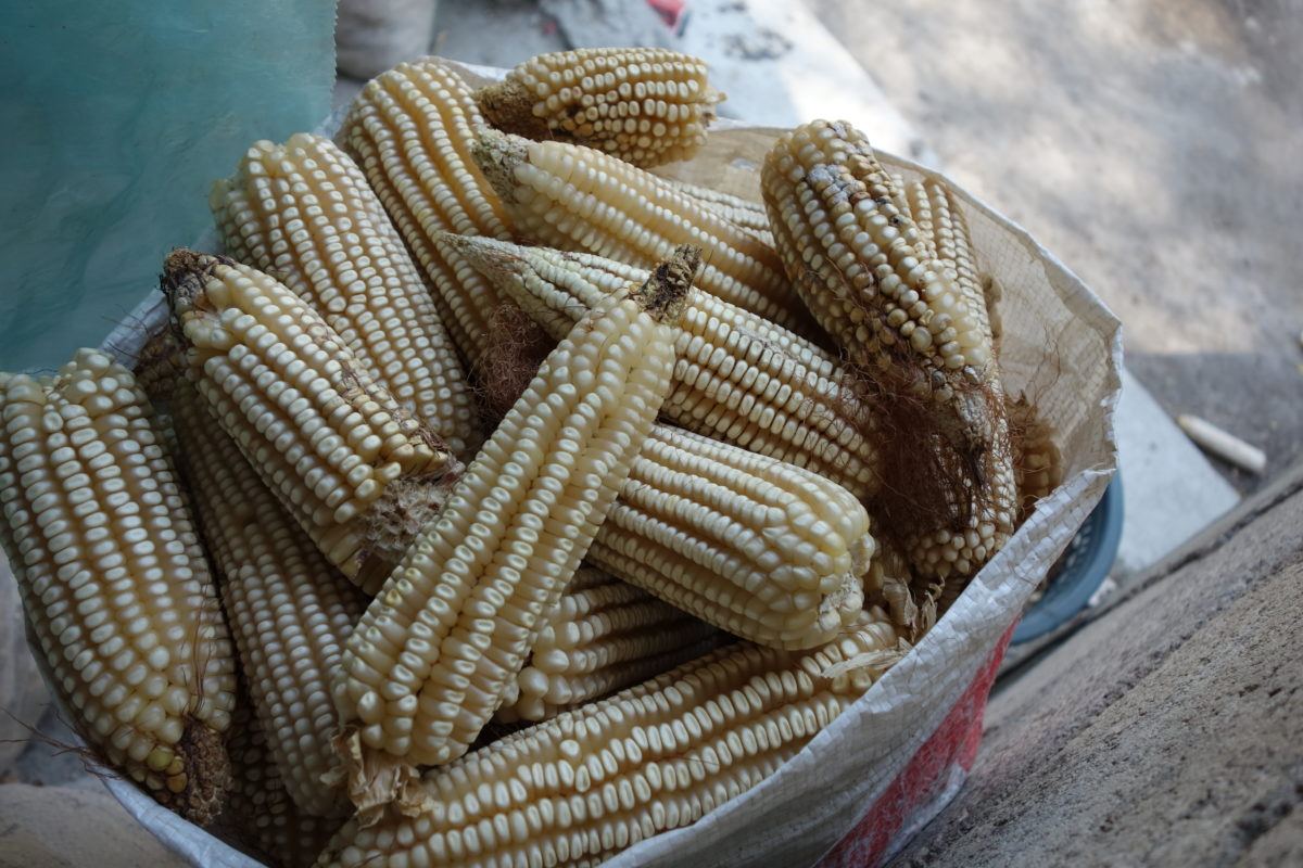 Photograph of dried corn cobs in a bowl.