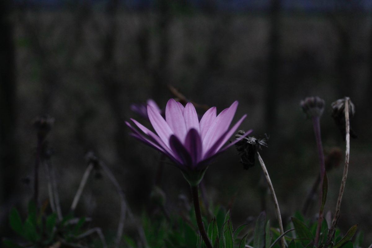 Photograph of a purple flower in darkness.