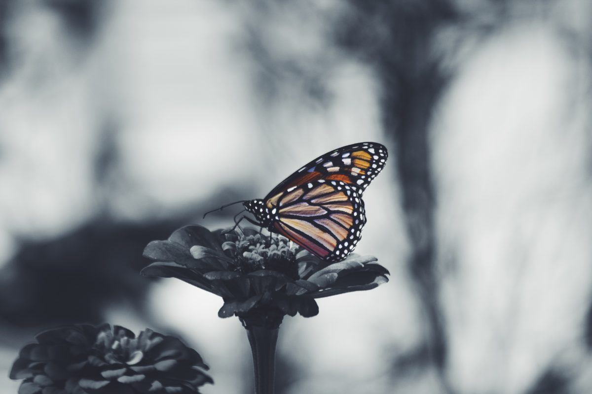 Photograph of a butterfly on a flower.