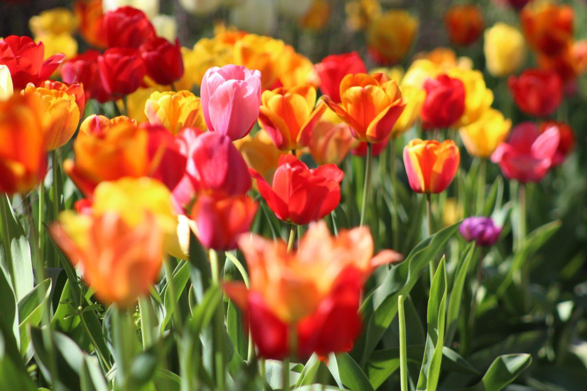 Photograph of bright yellow, red, and orange wild tulips.