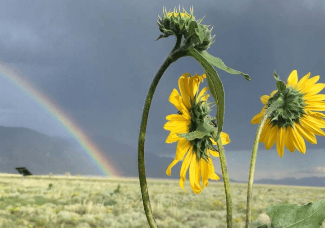 Rainbow and sunflower